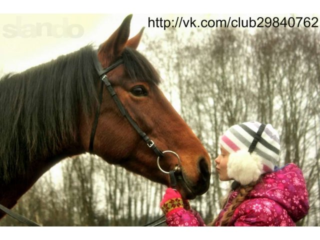 Фотосет с лошадьми в городе Санкт-Петербург, фото 1, стоимость: 0 руб.
