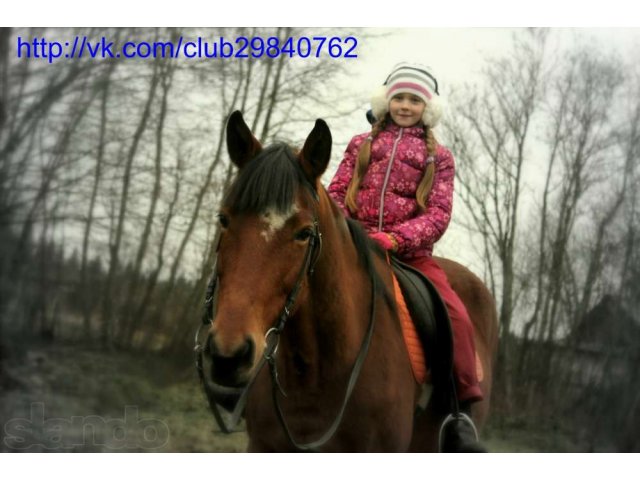 Фотосет с лошадьми в городе Санкт-Петербург, фото 2, Фото, видео, полиграфия