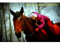 Фотосет с лошадьми в городе Санкт-Петербург, фото 3, Фото, видео, полиграфия