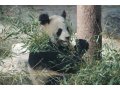 Хотите увидеть живого мишку-панду? Посетите Пекин! в городе Тюмень, фото 1, Тюменская область