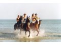 Отдых с лошадьми на Азовском море в городе Ейск, фото 1, Краснодарский край