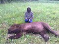 организую охоту на медведя в городе Новосибирск, фото 1, Новосибирская область