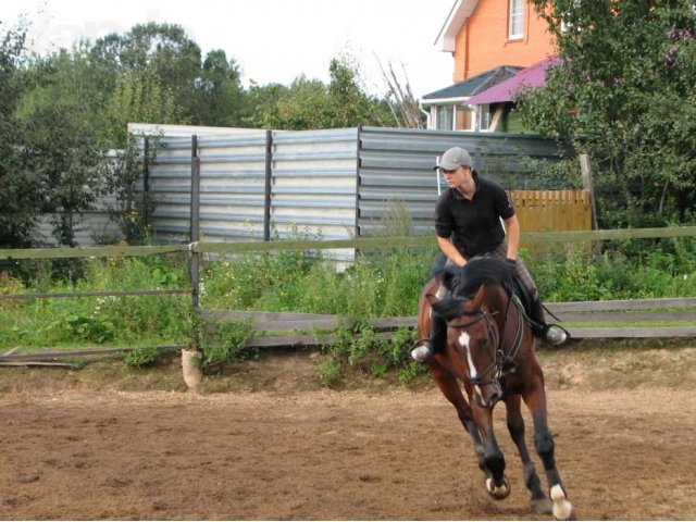 Прокат, занятия и прогулки на лошадях в городе Сергиев Посад, фото 3, Московская область