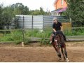 Прокат, занятия и прогулки на лошадях в городе Сергиев Посад, фото 3, Спортивные секции