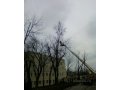 Обрезка деревьев в городе Санкт-Петербург, фото 1, Ленинградская область