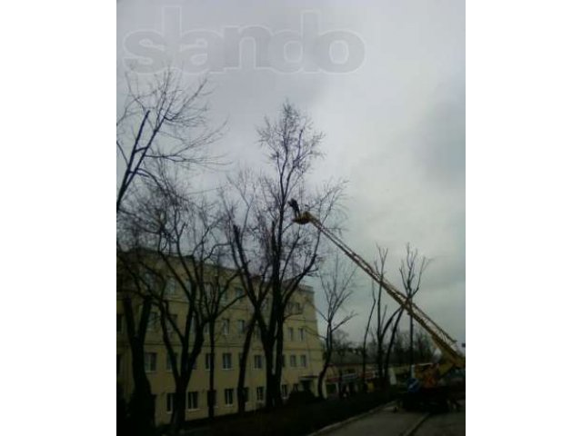 Удаление деревьев спб в городе Санкт-Петербург, фото 1, стоимость: 0 руб.