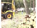 Удаление деревьев спб в городе Санкт-Петербург, фото 2, стоимость: 0 руб.