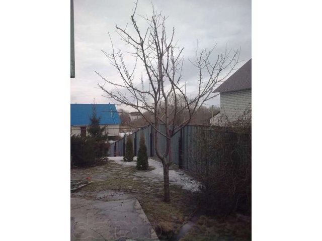 Обрезка плодовых деревьев (февраль-март) в городе Липецк, фото 1, стоимость: 0 руб.