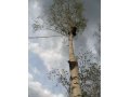 Спил и обрезка деревьев. в городе Ступино, фото 1, Московская область