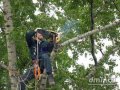 Разбор и распил деревьев в городе Великий Новгород, фото 1, Новгородская область