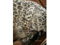 продам куртку женскую кожаную в городе Новосибирск, фото 2, стоимость: 3 500 руб.