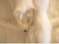 Белый полушубок из меха кролика и песца с капюшоном. в городе Тула, фото 3, Женская одежда
