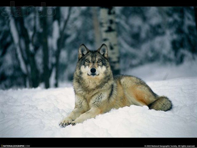 Шуба из меха волка в городе Екатеринбург, фото 2, Мужская одежда