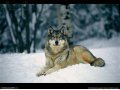 Шуба из меха волка в городе Екатеринбург, фото 2, стоимость: 30 000 руб.