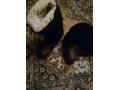Унты мужские натуральные чёрные  размер 40. в городе Челябинск, фото 1, Челябинская область
