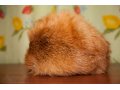 Новая шапка из натурального меха лисы в городе Красноармейск, фото 1, Московская область