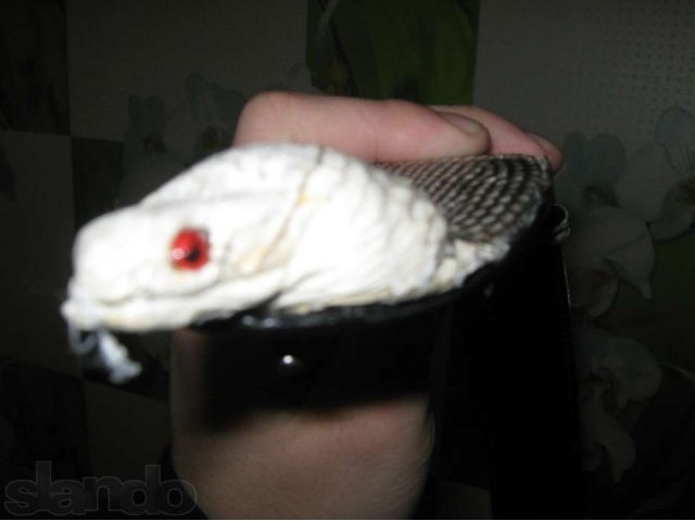 Продаю ремень из настоящей кобры . 100 % гарантия кобра в городе Ростов-на-Дону, фото 2, Ростовская область
