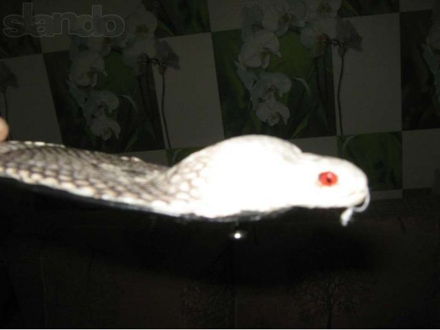 Продаю ремень из настоящей кобры . 100 % гарантия кобра в городе Ростов-на-Дону, фото 5, Ростовская область