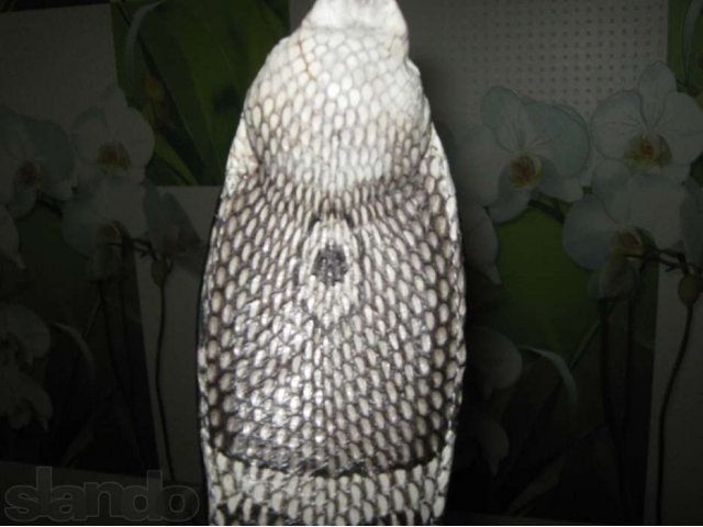 Продаю ремень из настоящей кобры . 100 % гарантия кобра в городе Ростов-на-Дону, фото 6, стоимость: 6 700 руб.