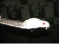 Продаю ремень из настоящей кобры . 100 % гарантия кобра в городе Ростов-на-Дону, фото 5, стоимость: 6 700 руб.