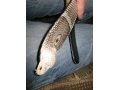 Продаю ремень из настоящей кобры . 100 % гарантия кобра в городе Ростов-на-Дону, фото 8, стоимость: 6 700 руб.