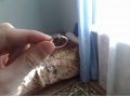 серебряное кольцо в городе Астрахань, фото 1, Астраханская область
