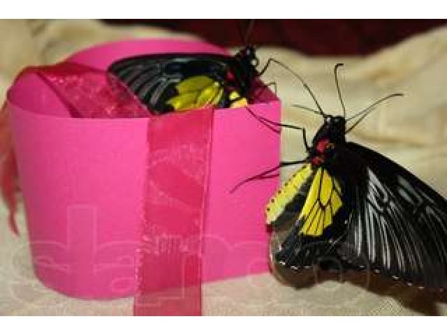 Оригинальные подарки, живые бабочки в городе Уфа, фото 5, стоимость: 700 руб.