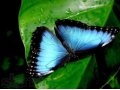Подарок девушке на 8 марта - Живые тропические бабочки в городе Тюмень, фото 1, Тюменская область