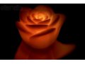 Романтический подарок Мерцающая роза в городе Екатеринбург, фото 1, Свердловская область