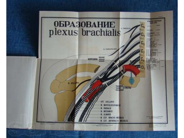 К диагностике травматических повреждений нервов конечностей 1943 год в городе Ижевск, фото 2, стоимость: 1 500 руб.