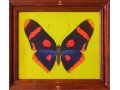 Экспозиционное количество бабочек-картин в городе Анапа, фото 1, Краснодарский край