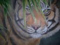 Картина Тигр...масло холст 40х60 в городе Балабаново, фото 1, Калужская область