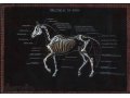 Графика из серии Анатомия лошади в городе Новосибирск, фото 1, Новосибирская область