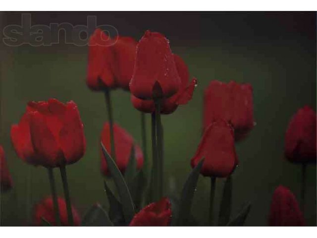 Пластификация Тюльпаны в городе Ростов-на-Дону, фото 1, стоимость: 5 000 руб.