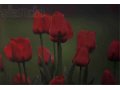 Пластификация Тюльпаны в городе Ростов-на-Дону, фото 1, Ростовская область