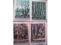 Спичечные этикетки Берегите лес 1960г в городе Ижевск, фото 4, Удмуртия