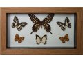 Коллекции бабочек и других насекомых в городе Иркутск, фото 1, Иркутская область