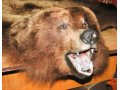 Продаю шкуру медведя, сделана в виде ковра с открытой пастью в городе Тверь, фото 1, Тверская область