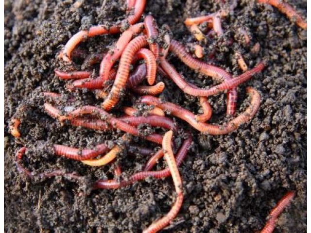 Калифорнийские черви в городе Великий Устюг, фото 1, Вологодская область