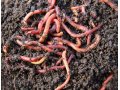 Калифорнийские черви в городе Великий Устюг, фото 1, Вологодская область