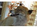чучело лисы в городе Вологда, фото 1, Вологодская область