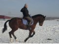 Занятия по верховой езде!Прогулки в лес на лошадях! в городе Челябинск, фото 1, Челябинская область