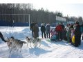 Катание на собачьих упряжках в городе Нижний Новгород, фото 1, Нижегородская область