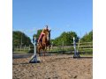 Обучение верховой езде и дисциплинам конного спорта. Заказ лошадей на в городе Тверь, фото 1, Тверская область