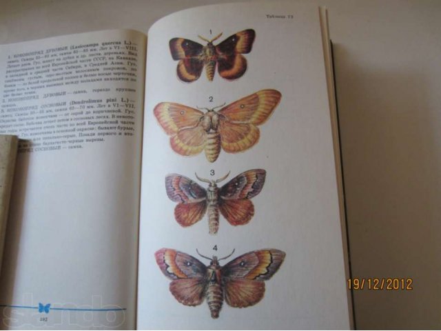 Зеленые страницы бабочки 2 класс. Школьный атлас определитель бабочек. Атлас-определитель 1 класс окружающий мир бабочки. Определитель `атлас бабочек`. Атлас определитель бабочек 1 класс.