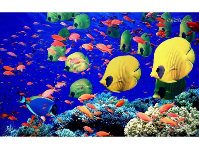 Египет в городе Ростов-на-Дону, фото 5, Ростовская область