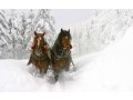 Борский район, В гости к лошадям и хаски в городе Нижний Новгород, фото 1, Нижегородская область