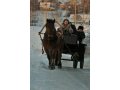 Интерактивная экскурсия в конюшню в городе Санкт-Петербург, фото 1, Ленинградская область
