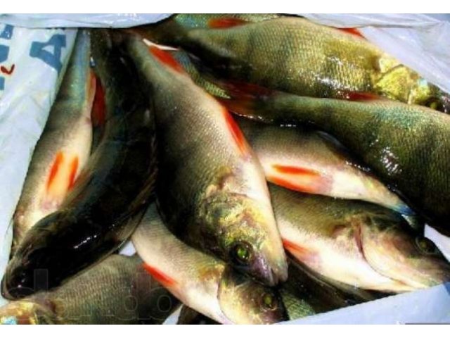 Продам речную рыбу в городе Ижевск, фото 4, стоимость: 0 руб.
