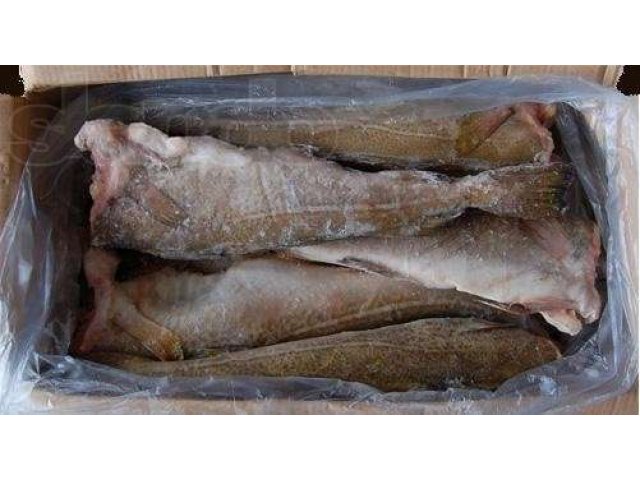Продадим рыбу в городе Мурманск, фото 2, стоимость: 0 руб.